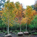 Acer saccharum (Sugar Maples in fall)